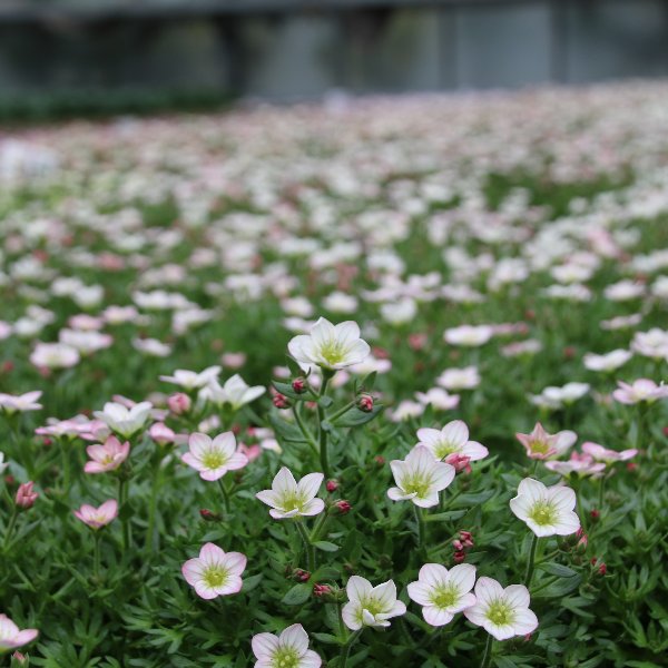 Garten Prentl Frühlingsblüher